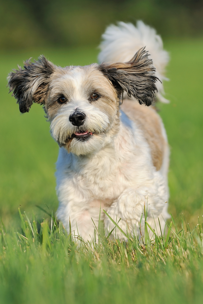 » Boarding Veterinarian and Animal Hospital in Chester, New Jersey